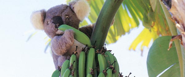 Koala